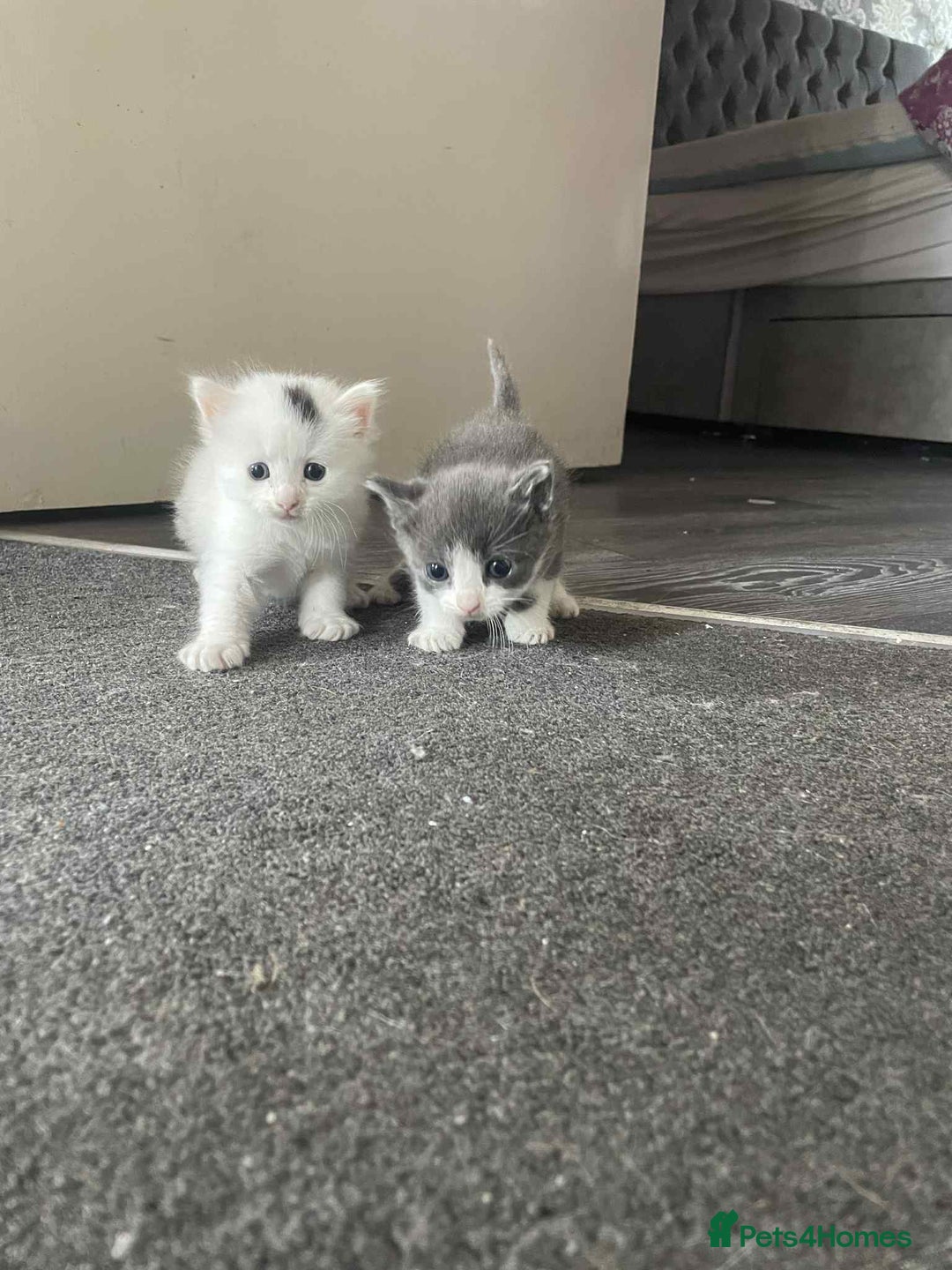 Maine Coon cats for sale: Kittens for sale  - Image 12