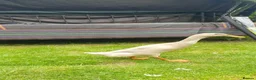 Ducks poultry for sale: Runner Ducks  - Advert 6
