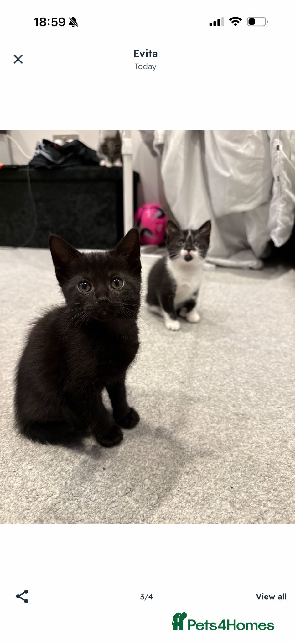 Russian Blue cats 🐾 Russian Blue/Bengal Tabby Kittens 🐾 - Advert 12