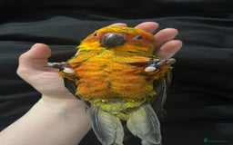 Ringnecks birds for sale: Baby sun conure  in Redcar - Image 16