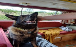 German Shepherd dogs for stud: GSD For Stud - Image 2