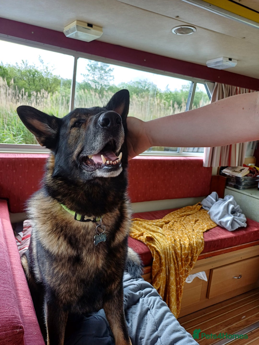 German Shepherd dogs for stud: GSD For Stud - Image 2