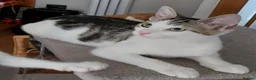 Domestic Shorthair cats for adoption: Cheddar & Brie, 4 month old kitten pair - Advert 5