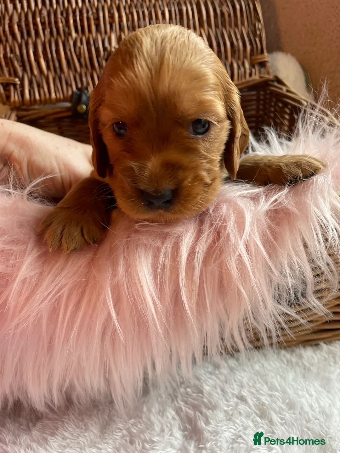 Mixed Breed dogs for sale: V.RARE ! Miniature GOLDEN RETRIEVERS(Dakota sport) - Advert 7