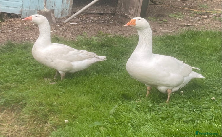 Geese poultry - Advert 1