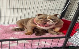 English Bulldog dogs for sale: Beautiful chunky English bulldogs - Image 6