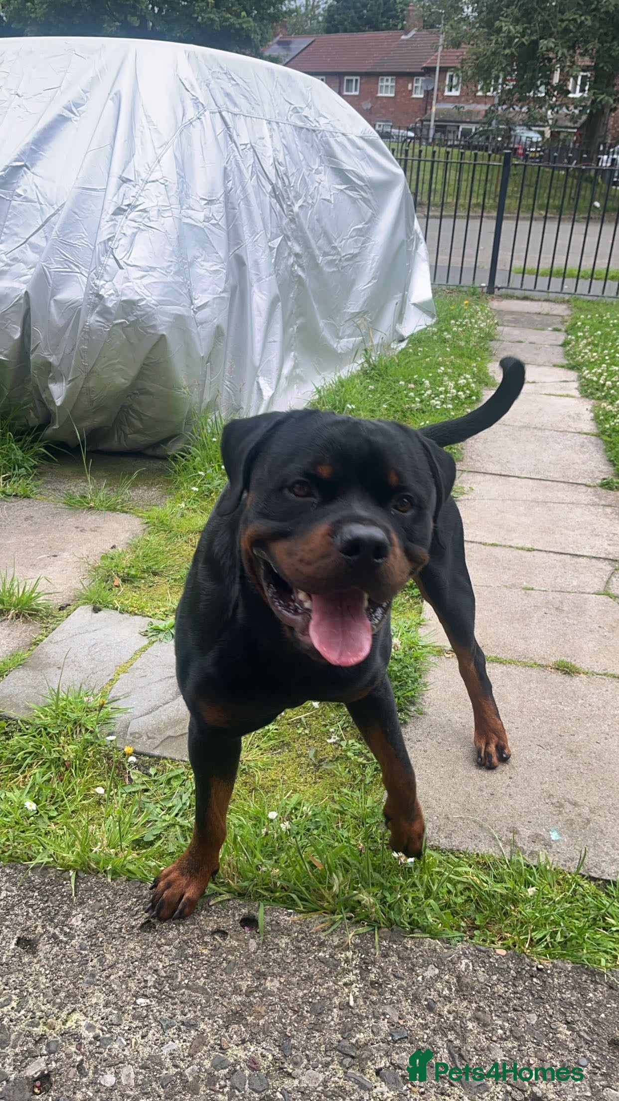 Rottweiler dogs First time stud dog in Runcorn - Advert 2