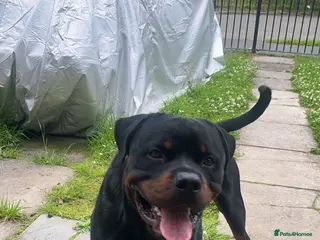 Rottweiler dogs First time stud dog in Runcorn - Advert 2