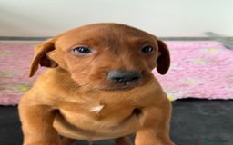 Labrador Retriever dogs for sale: Ready to leave, KC Labrador litter, boys & girls  - Image 6