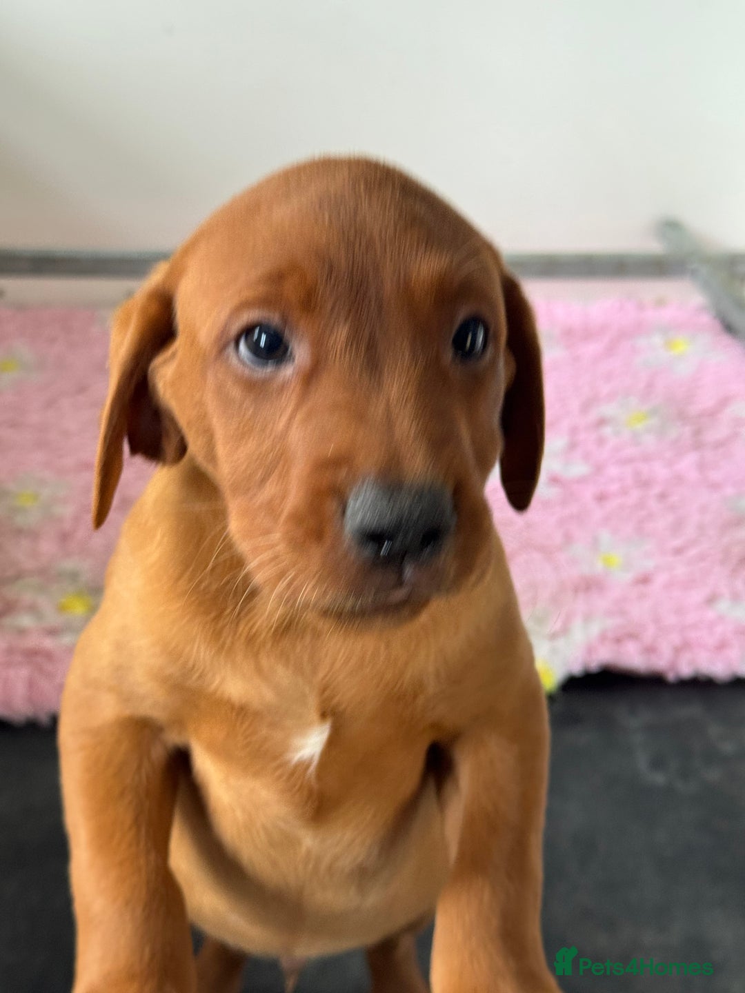 Labrador Retriever dogs for sale: Ready to leave, KC Labrador litter, boys & girls  - Image 6