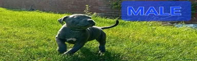 Staffordshire Bull Terrier 2