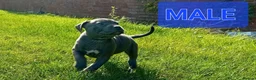 Staffordshire Bull Terrier dogs for sale: Blue Staffordshire bull terrier puppies in Birmingham - Advert 4