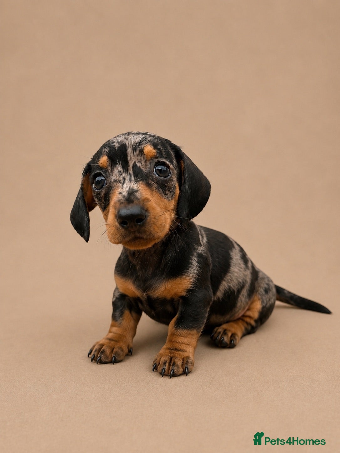 Miniature Dachshund dogs Stunning Miniature Dachshund Puppies - Advert 1