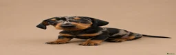 Miniature Dachshund dogs for sale: Stunning Miniature Dachshund Puppies - Advert 1