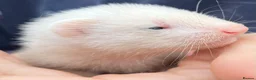 Ferret rodents for sale: 3 stunning gills - Advert 5