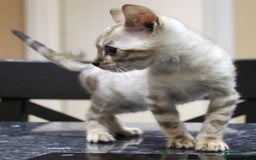 Bengal cats for sale: CUTE SNOW LYNX (BLUE-EYED) MALE BENGAL KITTEN - Image 5