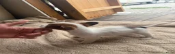 Jack Russell dogs for sale: Short legged, smooth coat/long coat jack russels in Burton-on-Trent - Advert 7