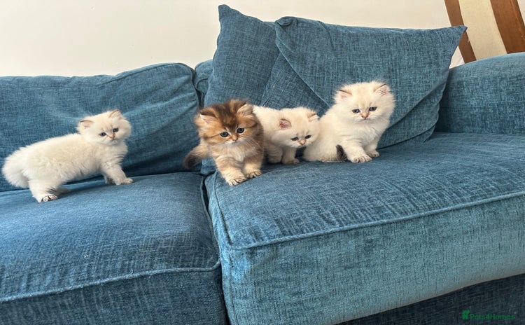 British Longhair cats - Advert 6