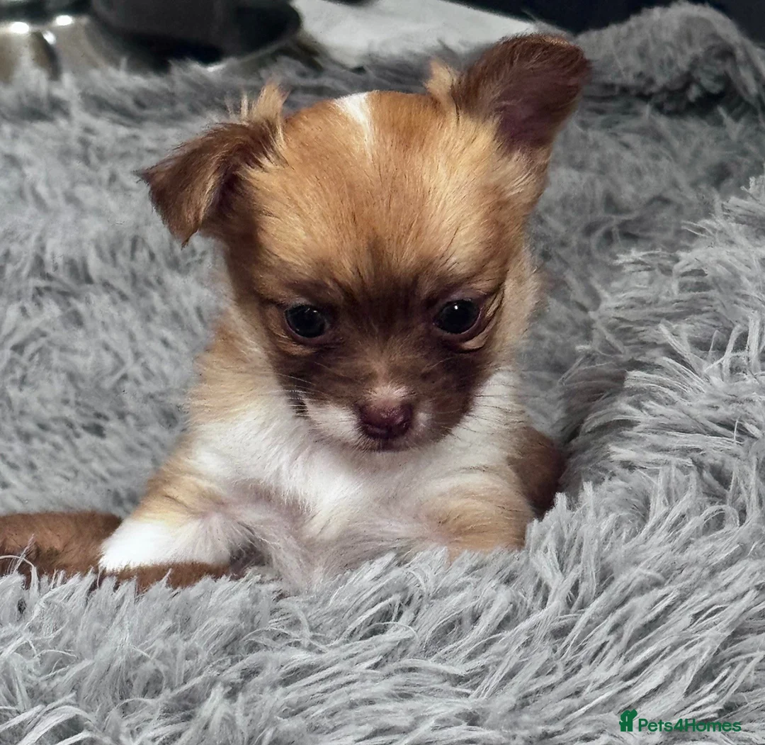 Chihuahua dogs for sale: Beautiful Chihuahua puppies  - Advert 2