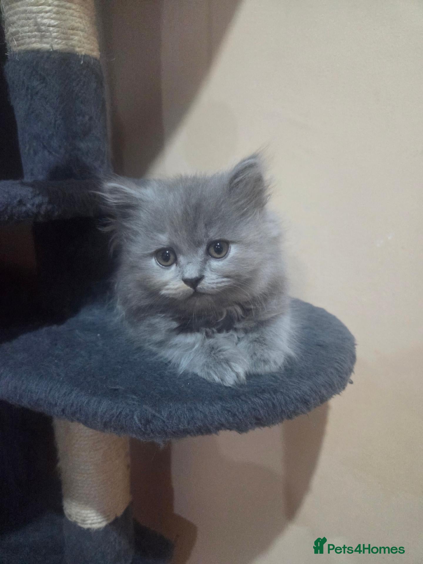 British Shorthair cats Kittens ready now girl boy Scottish  - Advert 10