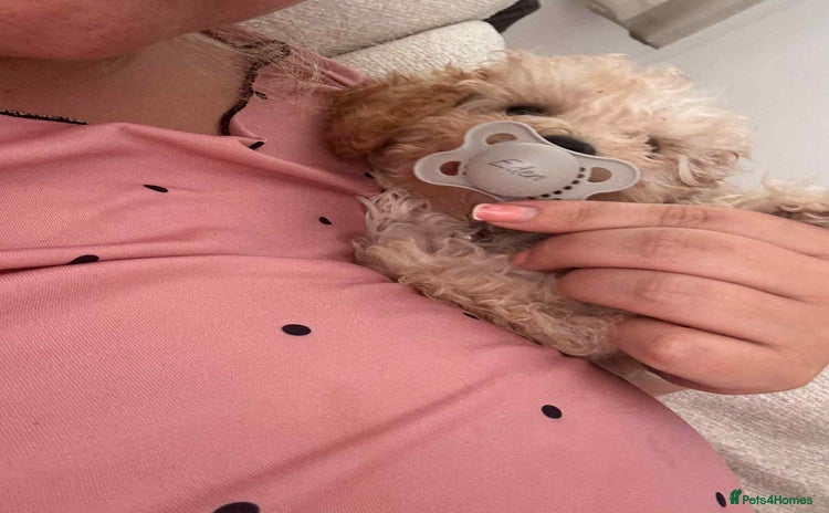 Toy Poodle dogs for sale - Advert 2