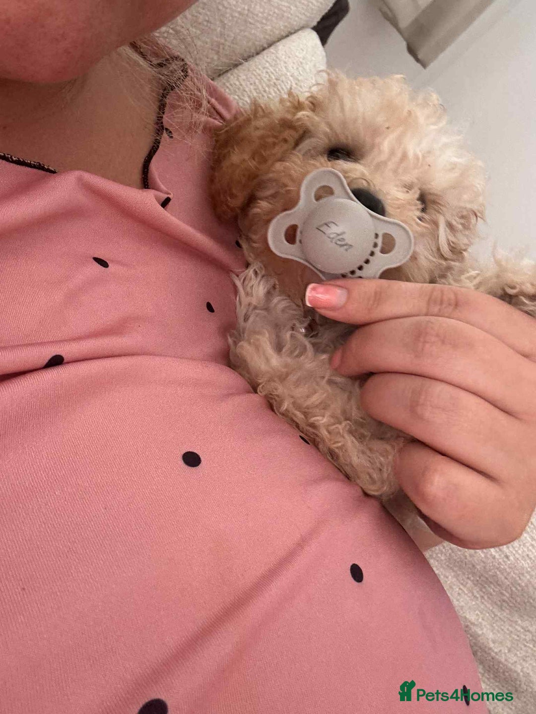 Toy Poodle dogs for sale: Stunning toy poodle - Image 1
