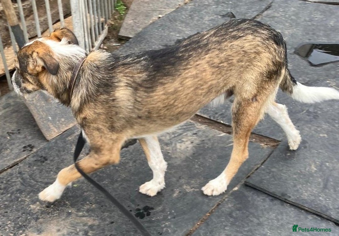 Mixed Breed dogs for adoption: Meet DAVE - a Lovely young boy, for a Loving Home - Image 2