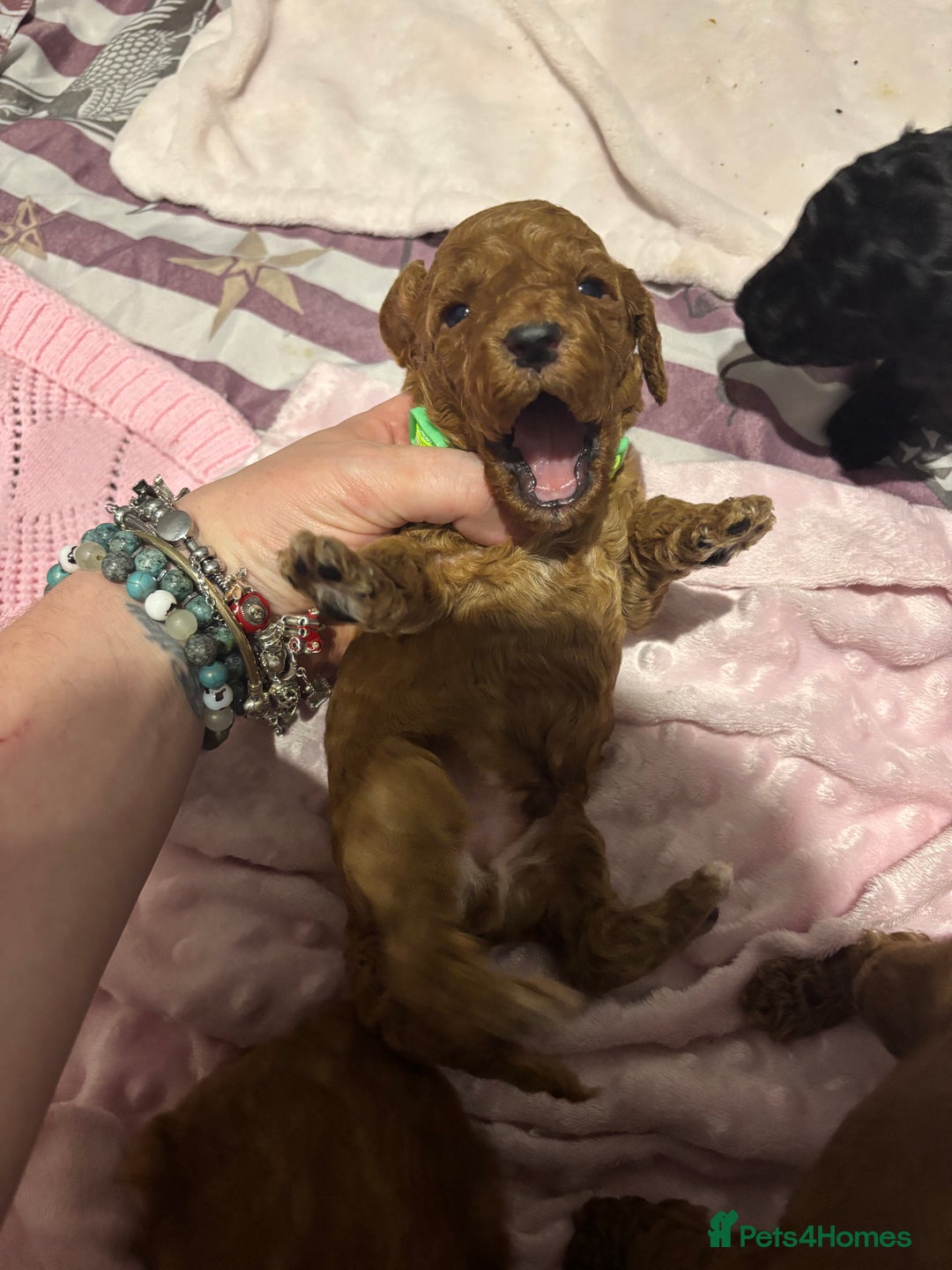Cockapoo dogs for sale: 10 F1b cockapoo pups for sale  - Advert 14