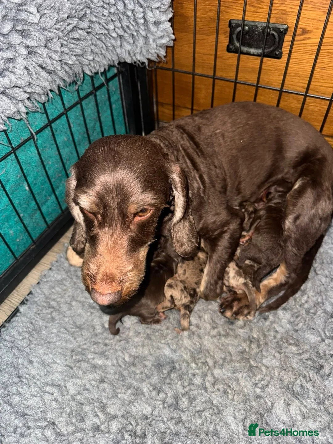 Cockapoo dogs for sale: DNA TESTED, Stunning Cockapoo Pups, Ready 5th june - Advert 7