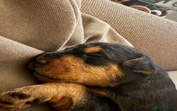 Lakeland Terrier dogs for sale: Lakeland Terrier pups - working style black & tan! - Image 14