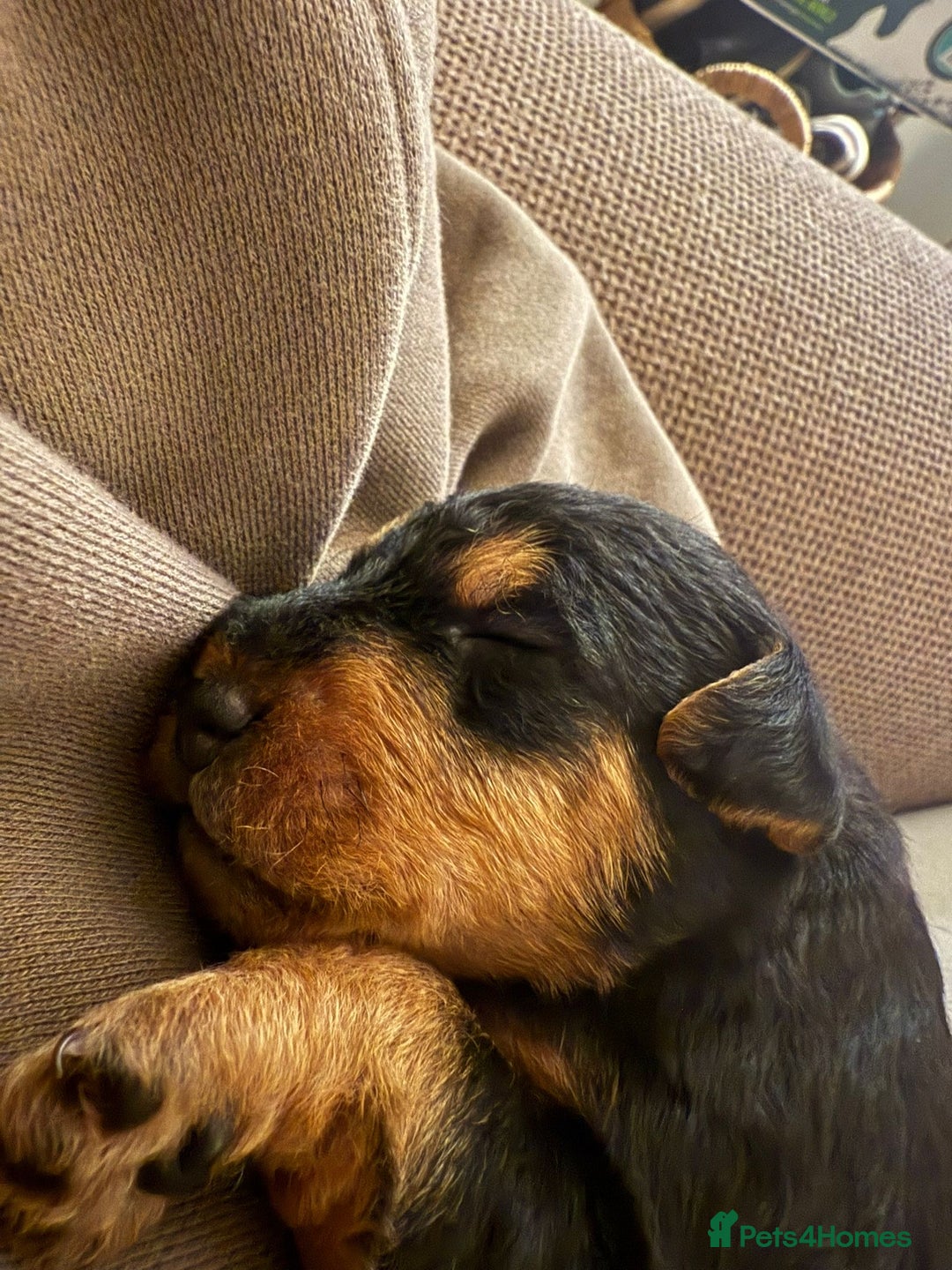 Lakeland Terrier dogs for sale: Lakeland Terrier pups - working style black & tan! - Image 14