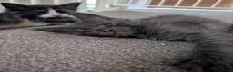 Maine Coon cats for sale: Pure Maine Coon kittens - Advert 2