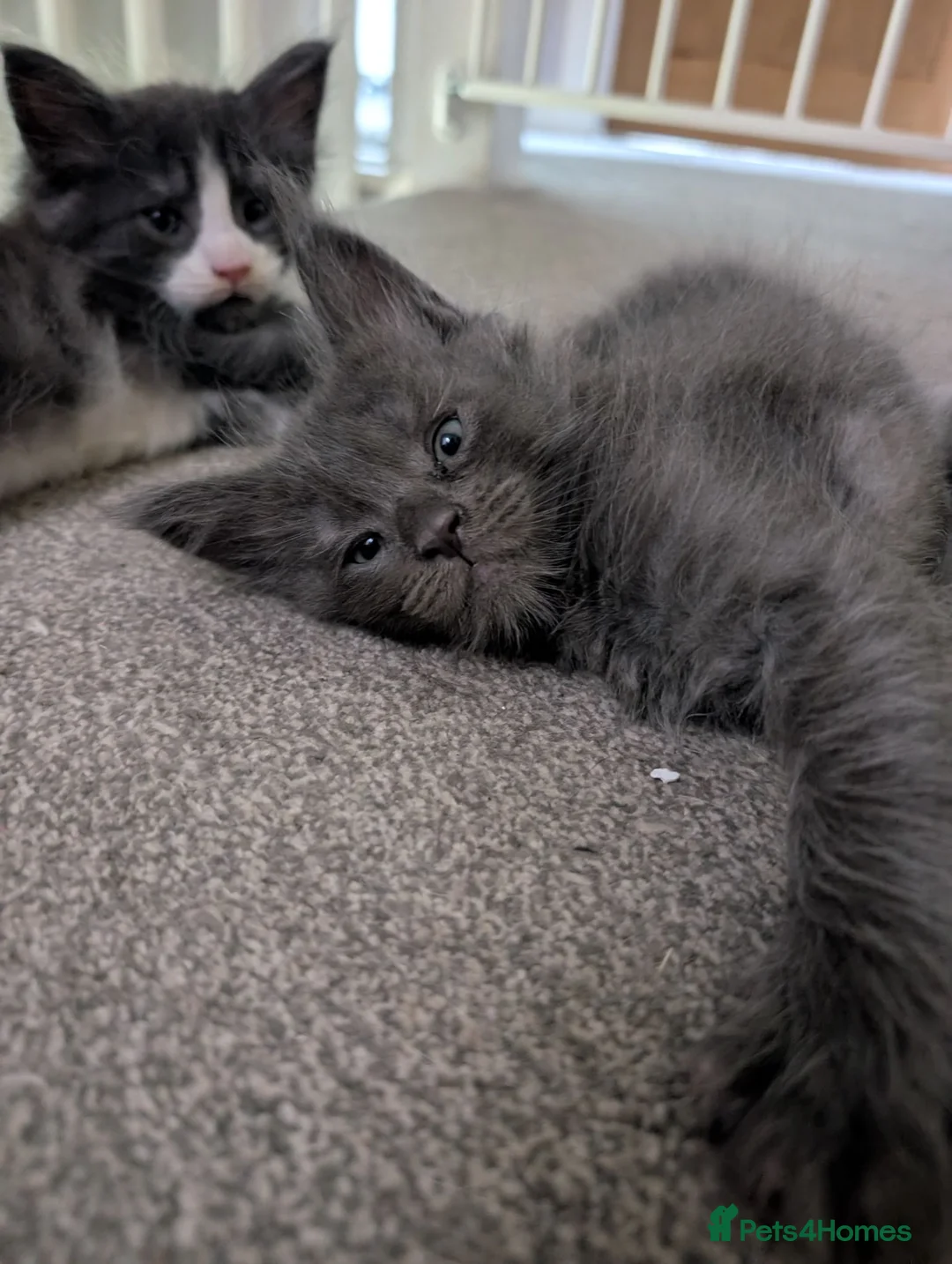 Maine Coon cats for sale: Pure Maine Coon kittens - Advert 2