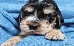 Cocker Spaniel dogs for sale: Beautiful family SHOW cocker spaniels LAST 2 - Image 18
