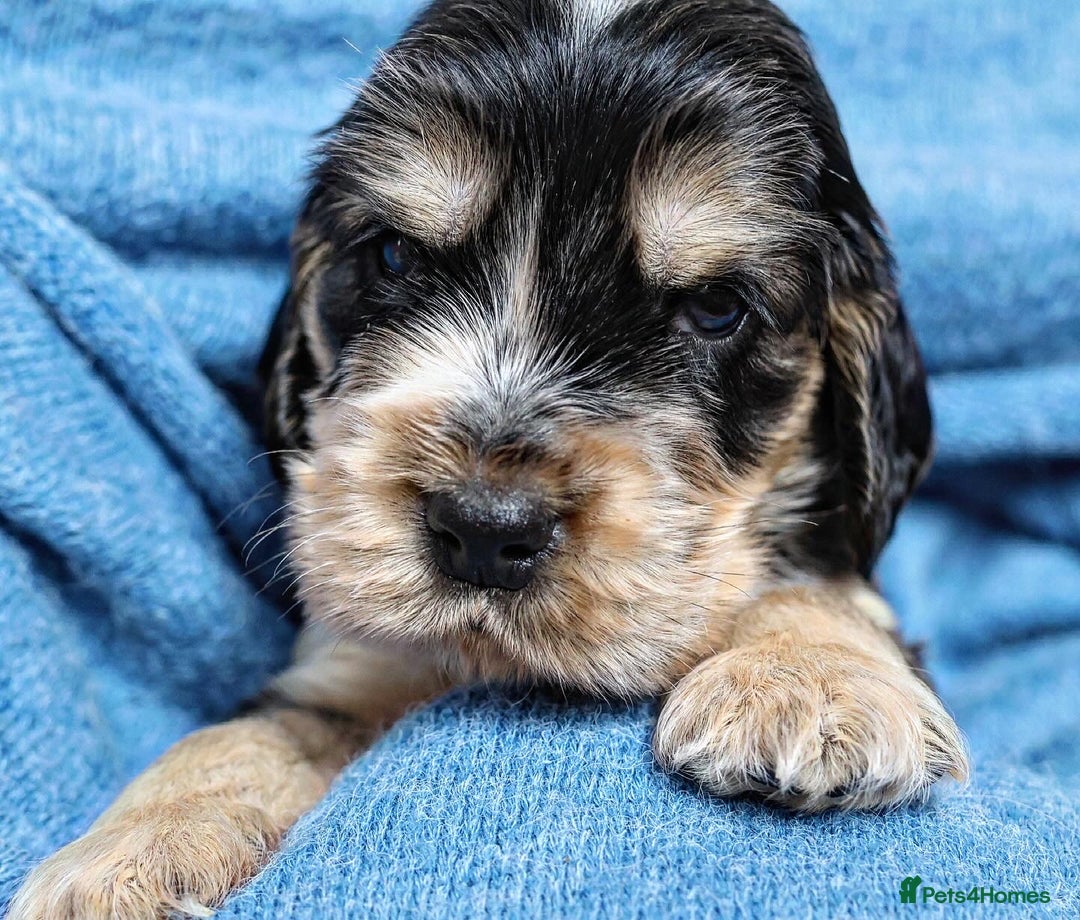 Cocker Spaniel dogs for sale: Beautiful family SHOW cocker spaniels LAST 2 - Image 18