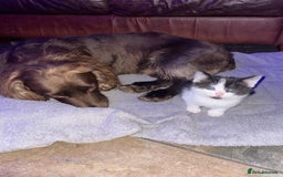 British Shorthair cats for sale: 5 kittens for sale  - Advert 9