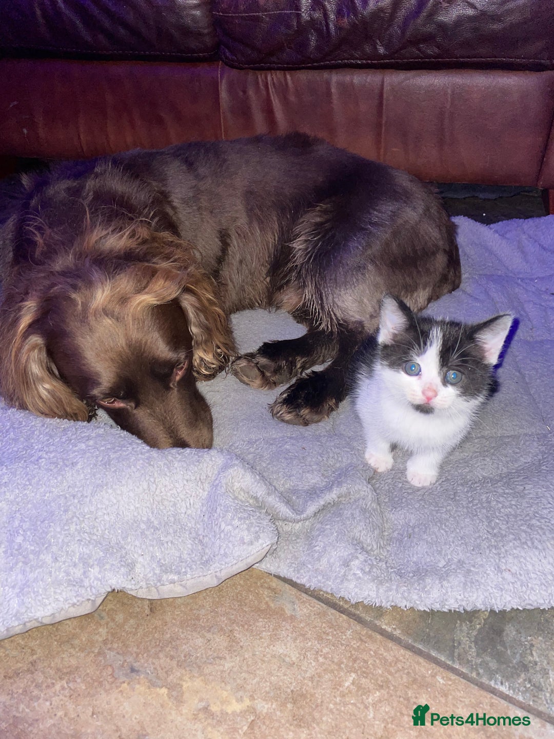 British Shorthair cats for sale: 5 kittens for sale  - Advert 9