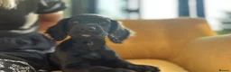 Cocker Spaniel dogs for sale: Ready to leave now - Advert 4