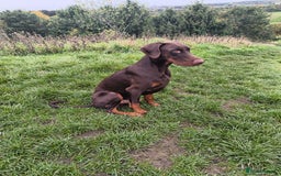 Dobermann dogs for sale: 9 month old doberman  - Image 7