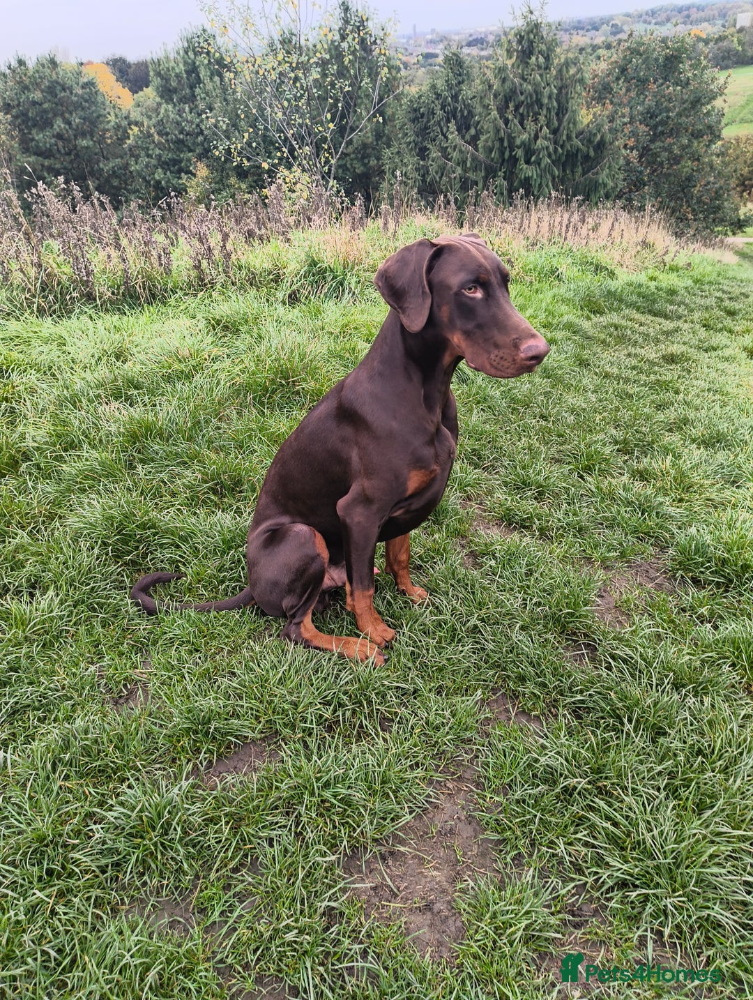 Dobermann dogs for sale: 9 month old doberman  - Image 7