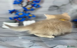 British Shorthair cats for sale: STUNNING TICA BRITISH SHORTHAIR/LONGHAIR KITTENS - Image 20