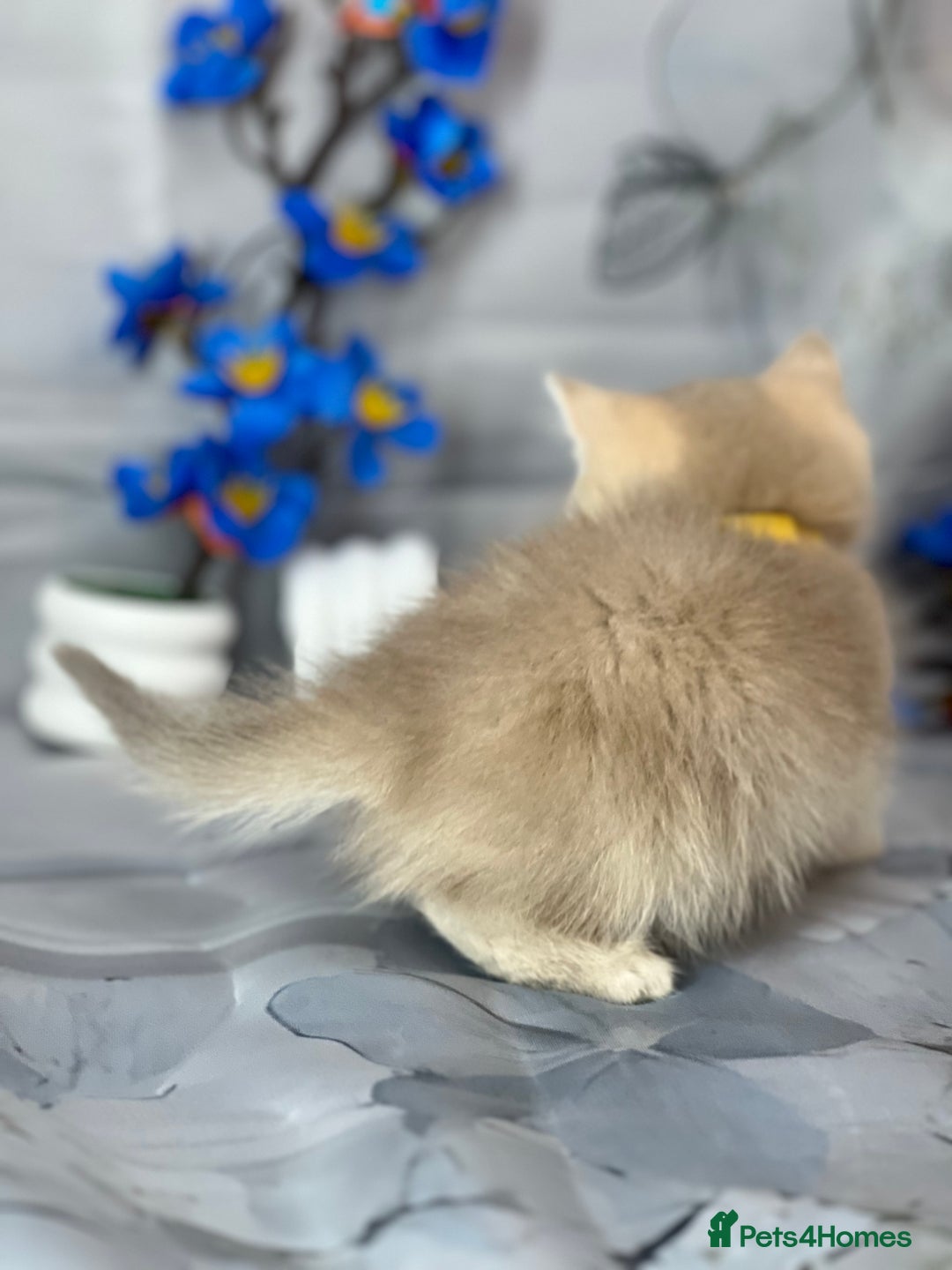 British Shorthair cats for sale: STUNNING TICA BRITISH SHORTHAIR/LONGHAIR KITTENS - Image 20