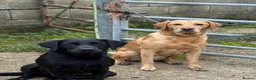 Labrador Retriever dogs for sale: Working Labrador Puppies in Leatherhead - Advert 5