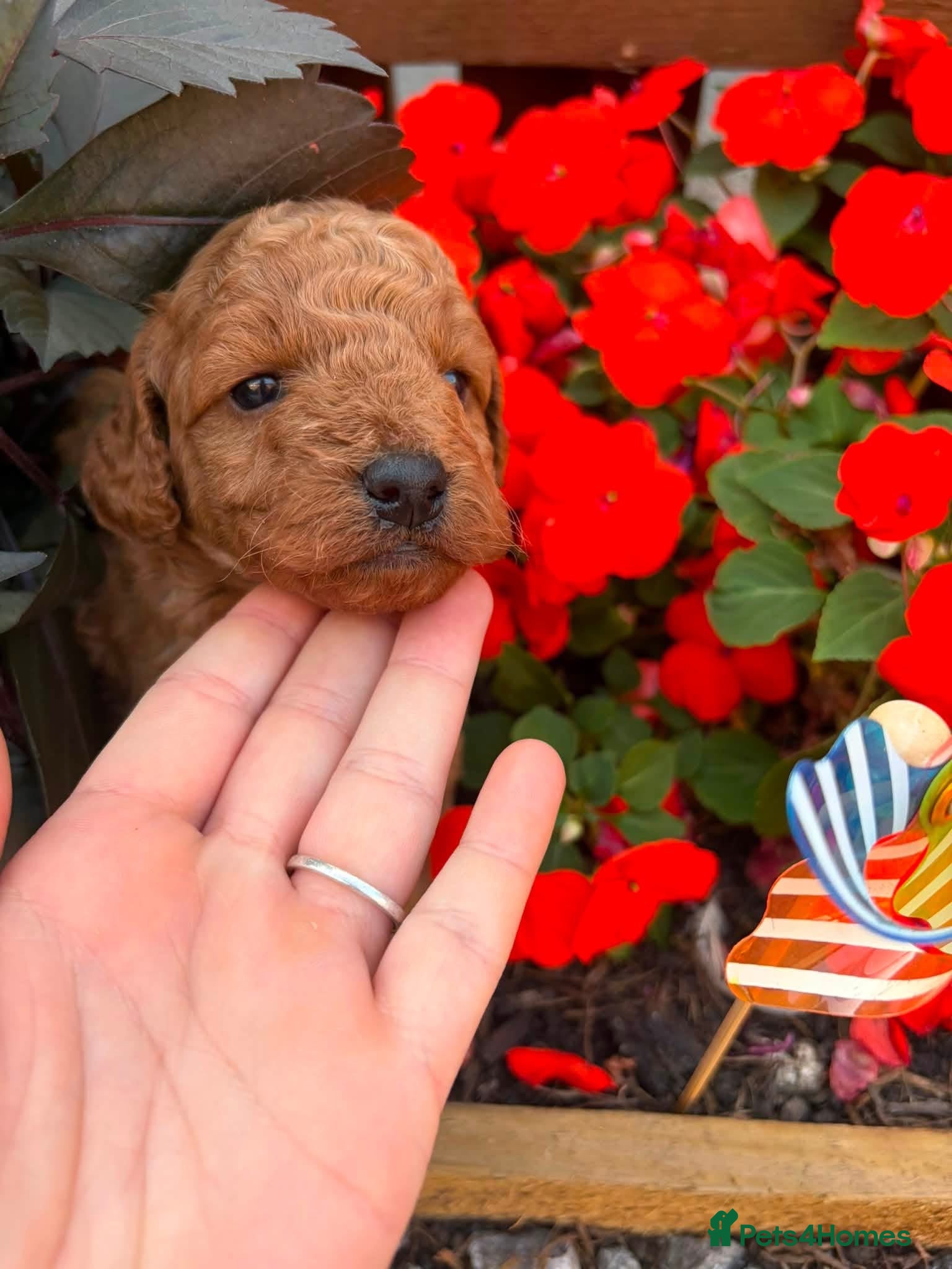 Cockapoo dogs Last 2 outstanding puppies - Advert 2