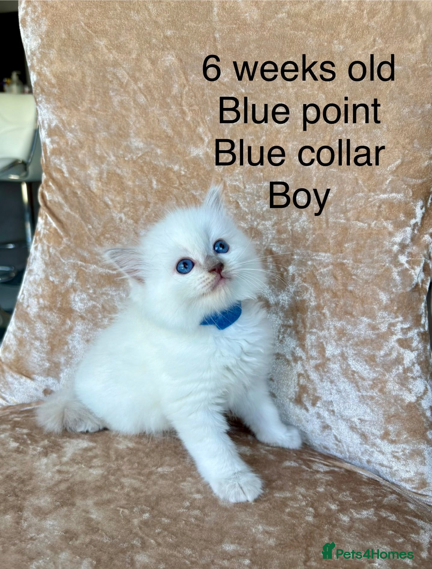 Ragdoll cats Beautiful ragdoll kittens  - Advert 11