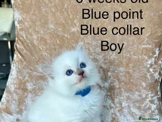 Ragdoll cats Beautiful ragdoll kittens - Advert 11