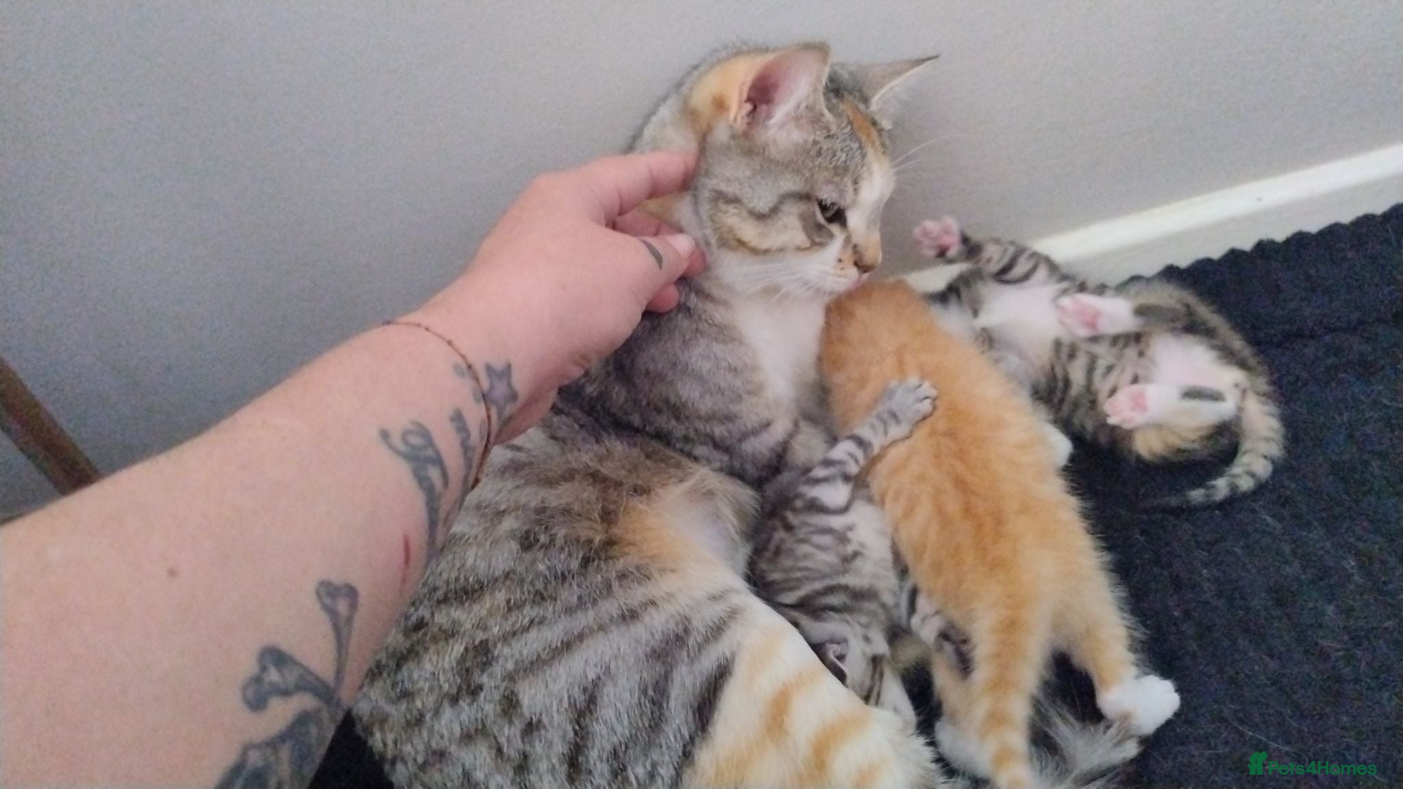 Mixed Breed cats 4 beautiful kittens  - Advert 17