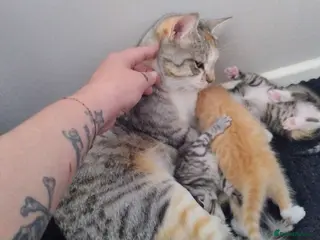 Mixed Breed cats 4 beautiful kittens - Advert 17
