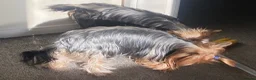 Yorkshire Terrier dogs for stud: KC registered Yorkshire Terrier Stud dog  - Advert 3