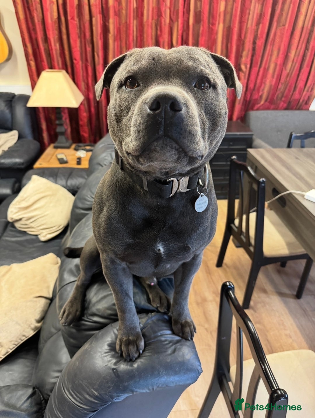Staffordshire Bull Terrier dogs for sale: KC & DNA Tested Blue Staffordshire Bull Terriers - Advert 8